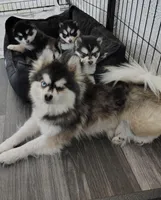 Izzy , a female Pomsky for sale in Chesaning, MI – Photo 8 of 10