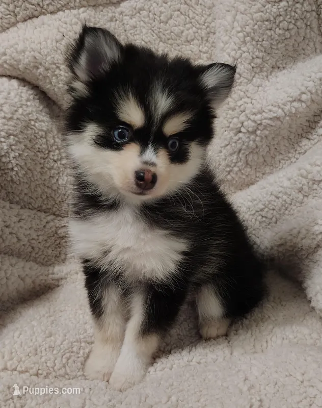 Izzy , a female Pomsky for sale in Chesaning, MI – Photo 1 of 10