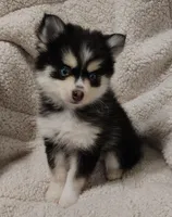 Izzy , a female Pomsky for sale in Chesaning, MI – Photo 1 of 10
