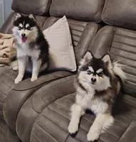 Izzy , a female Pomsky for sale in Chesaning, MI – Photo 9 of 10