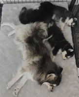 Izzy , a female Pomsky for sale in Chesaning, MI – Photo 6 of 10