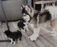 Izzy , a female Pomsky for sale in Chesaning, MI – Photo 10 of 10