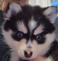Izzy , a female Pomsky for sale in Chesaning, MI – Photo 2 of 10