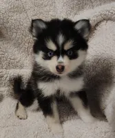 Izzy , a female Pomsky for sale in Chesaning, MI – Photo 5 of 10