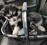 Izzy , a female Pomsky for sale in Chesaning, MI – Photo 7 of 10