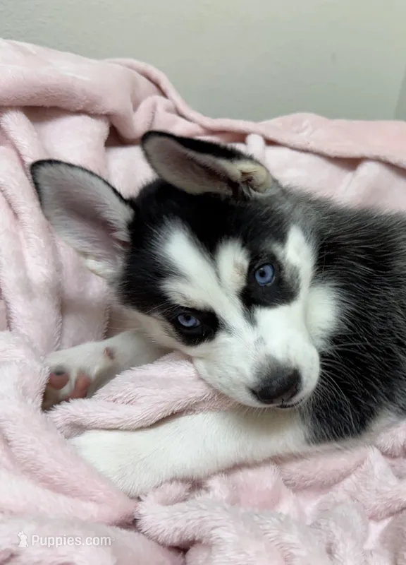 Luna5 – Siberian Husky puppy for sale in Riverview, FL