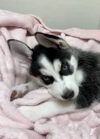 Luna5, a female Siberian Husky for sale in Riverview, FL – 1 of 4