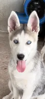 Luna, a female Siberian Husky for sale in Riverview, FL – 3 of 6