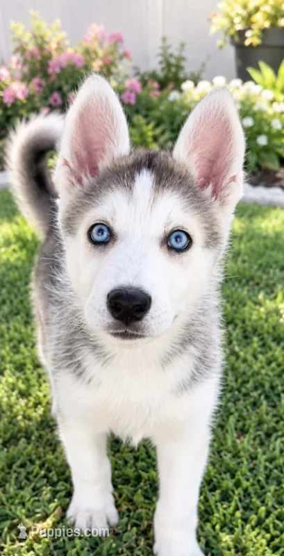 Luna – Siberian Husky puppy for sale in Riverview, FL