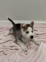 Luna3, a female Siberian Husky for sale in Riverview, FL – 2 of 4