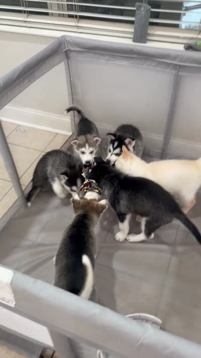 Luna, a female Siberian Husky for sale in Riverview, FL – 6 of 6