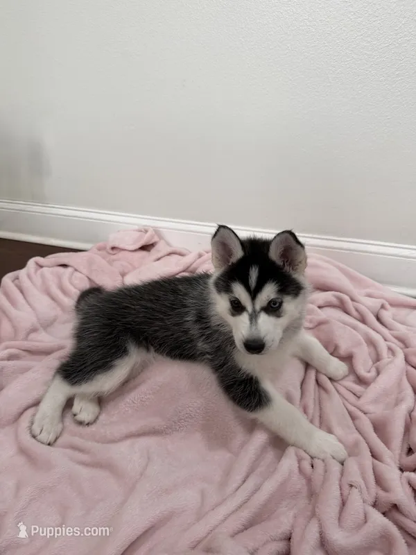 Luna2 – Siberian Husky puppy for sale in Riverview, FL