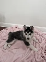 Luna2, a female Siberian Husky for sale in Riverview, FL – 1 of 4