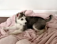 Luna, a female Siberian Husky for sale in Riverview, FL – 1 of 6