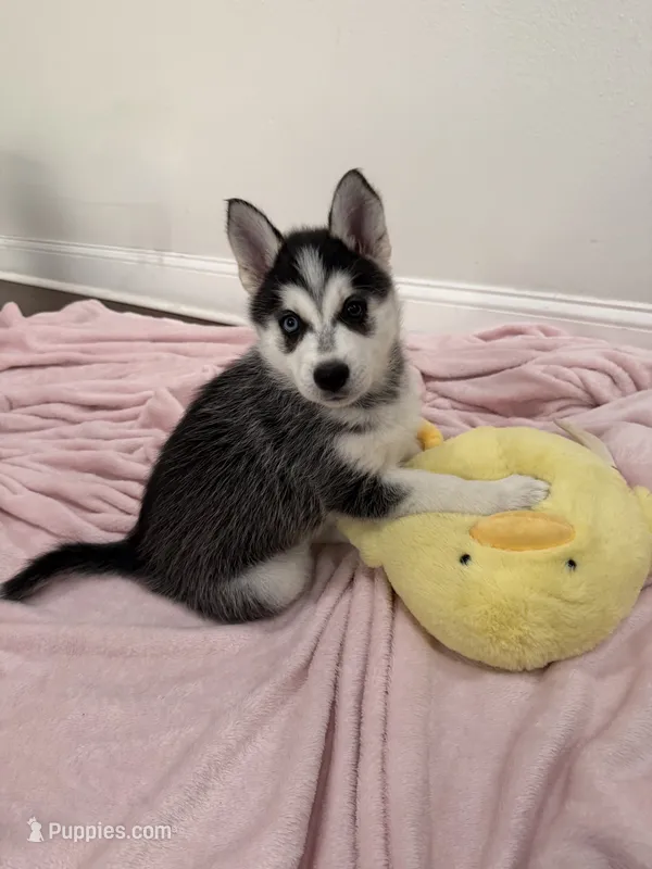 Luna4 – Siberian Husky puppy for sale in Riverview, FL