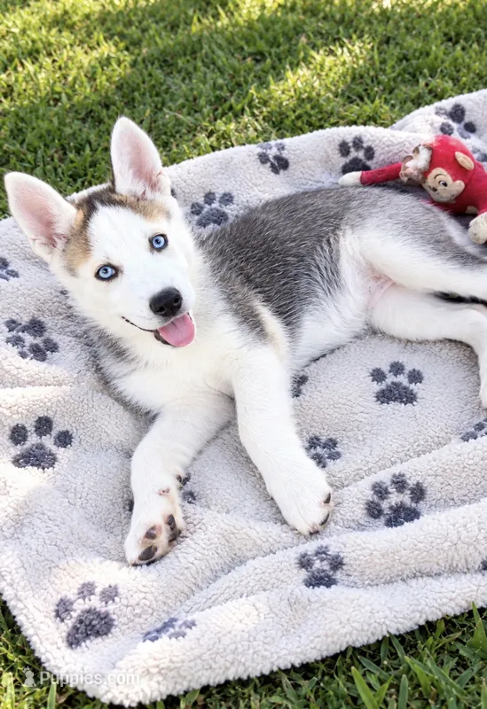 Luna3 – Siberian Husky puppy for sale in Riverview, FL