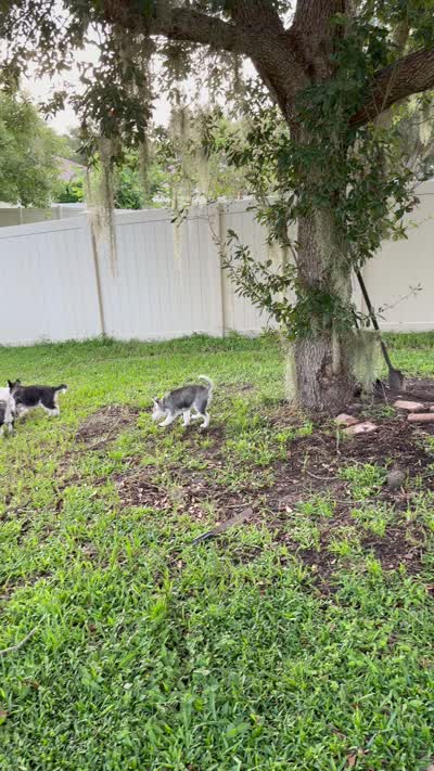 Luna3, a female Siberian Husky for sale in Riverview, FL – 3 of 4