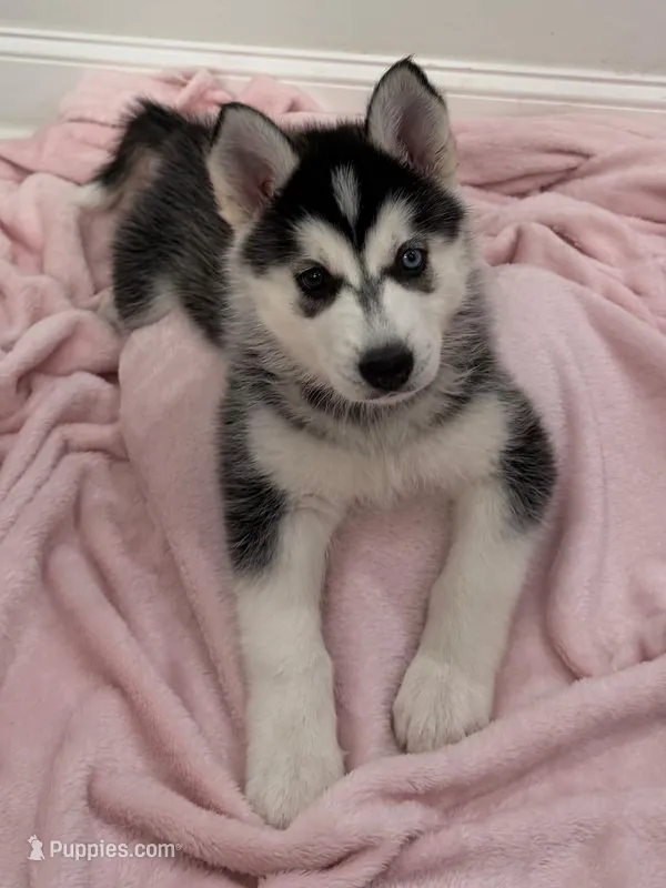 Luna4 – Siberian Husky puppy for sale in Riverview, FL