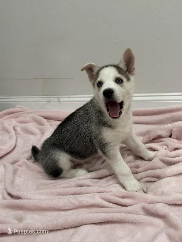 Luna3 – Siberian Husky puppy for sale in Riverview, FL
