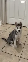 Luna, a female Siberian Husky for sale in Riverview, FL – 5 of 6