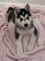 Luna2, a female Siberian Husky for sale in Riverview, FL – 2 of 4