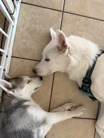 Skye, a female Siberian Husky for sale in Riverview, FL – 5 of 9