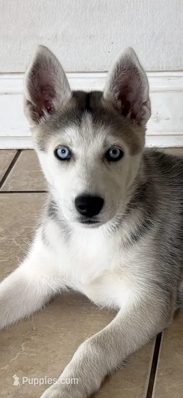 Skye – Siberian Husky puppy for sale in Riverview, FL
