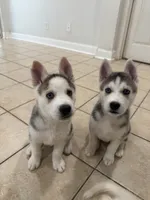 Luna, a female Siberian Husky for sale in Riverview, FL – 2 of 6