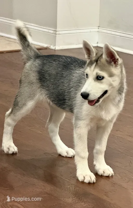 Luna3 – Siberian Husky puppy for sale in Riverview, FL