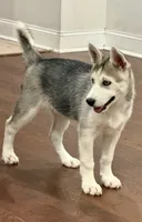 Luna, a female Siberian Husky for sale in Riverview, FL – 1 of 6