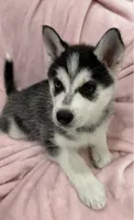 Luna4, a female Siberian Husky for sale in Riverview, FL – 2 of 4