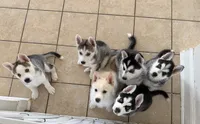 Luna, a female Siberian Husky for sale in Riverview, FL – 4 of 6