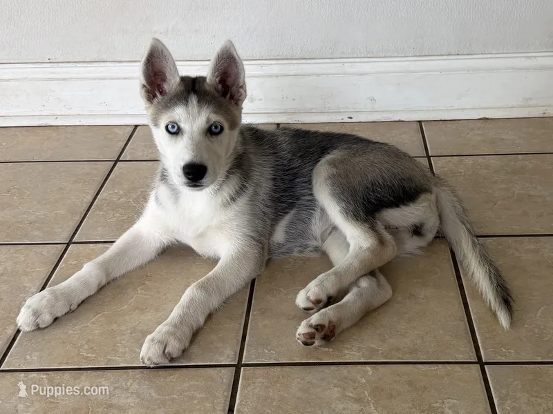 Luna – Siberian Husky puppy for sale in Riverview, FL
