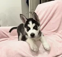 Luna5, a female Siberian Husky for sale in Riverview, FL – 2 of 4