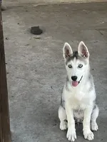 Skye, a female Siberian Husky for sale in Riverview, FL – 2 of 9