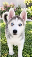 Luna, a female Siberian Husky for sale in Riverview, FL – 2 of 6