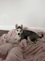 Luna, a female Siberian Husky for sale in Riverview, FL – 3 of 6