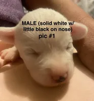 Male Chipoo, a male Chipoo for sale in Eunice, LA – Photo 3 of 4