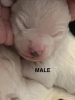 Male Chipoo, a male Chipoo for sale in Eunice, LA – Photo 2 of 4