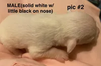 Male Chipoo, a male Chipoo for sale in Eunice, LA – Photo 4 of 4