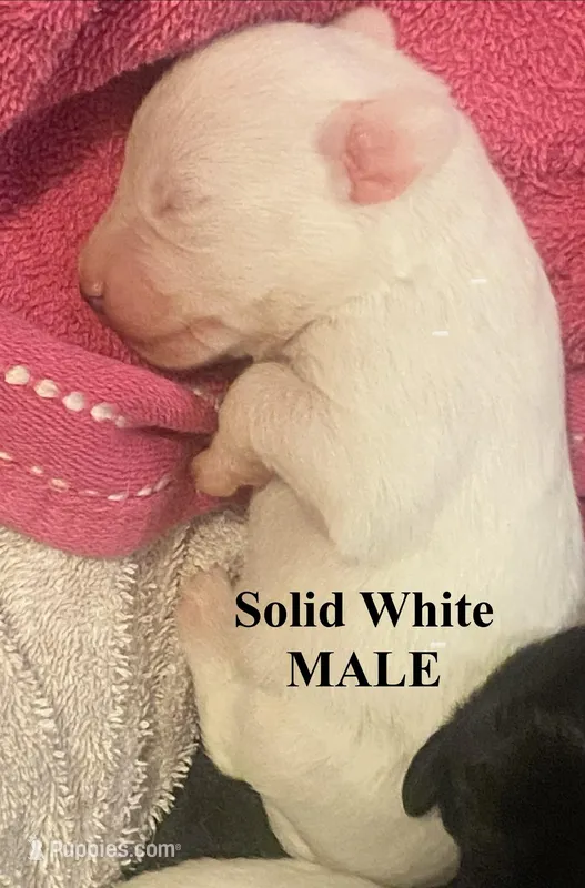 Male Chipoo – Chipoo puppy for sale in Eunice, LA