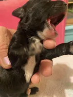 Chipoo Female #1, a female Chipoo for sale in Eunice, LA – Photo 2 of 3