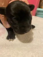 Chipoo Female #1, a female Chipoo for sale in Eunice, LA – Photo 3 of 3