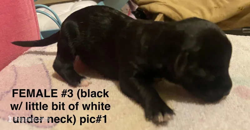 Chipoo Female #1 – Chipoo puppy for sale in Eunice, LA