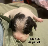 Female #4, a female Chipoo for sale in Eunice, LA – Photo 2 of 2