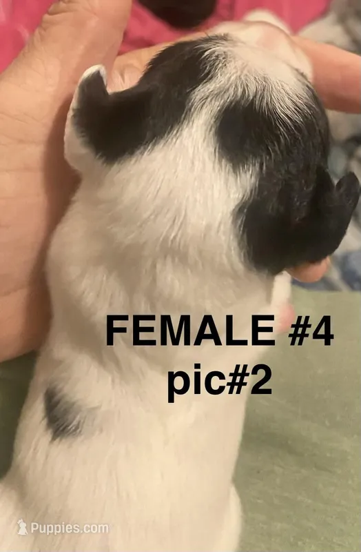 Female #4 – Chipoo puppy for sale in Eunice, LA
