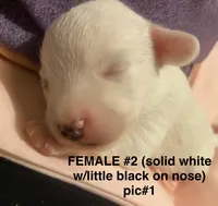 Female #2, a female Chipoo for sale in Eunice, LA – Photo 1 of 2