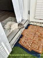 Autumn Blue, a female Poodle - Miniature  for sale in Port Saint Lucie, FL – Photo 2 of 4