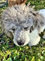 Autumn Blue, a female Poodle - Miniature  for sale in Port Saint Lucie, FL – Photo 4 of 4