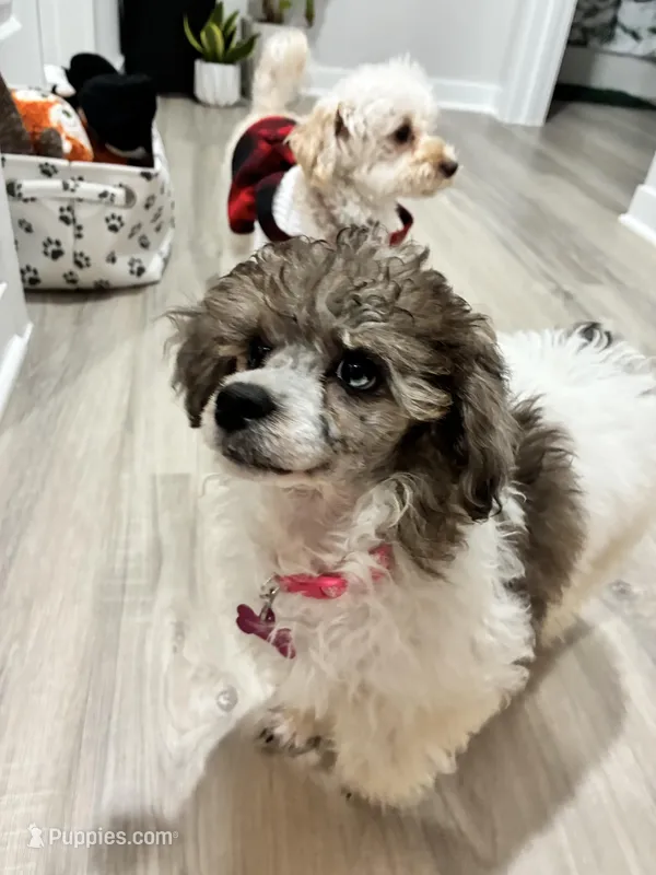 Autumn Blue – Poodle - Miniature  puppy for sale in Port Saint Lucie, FL